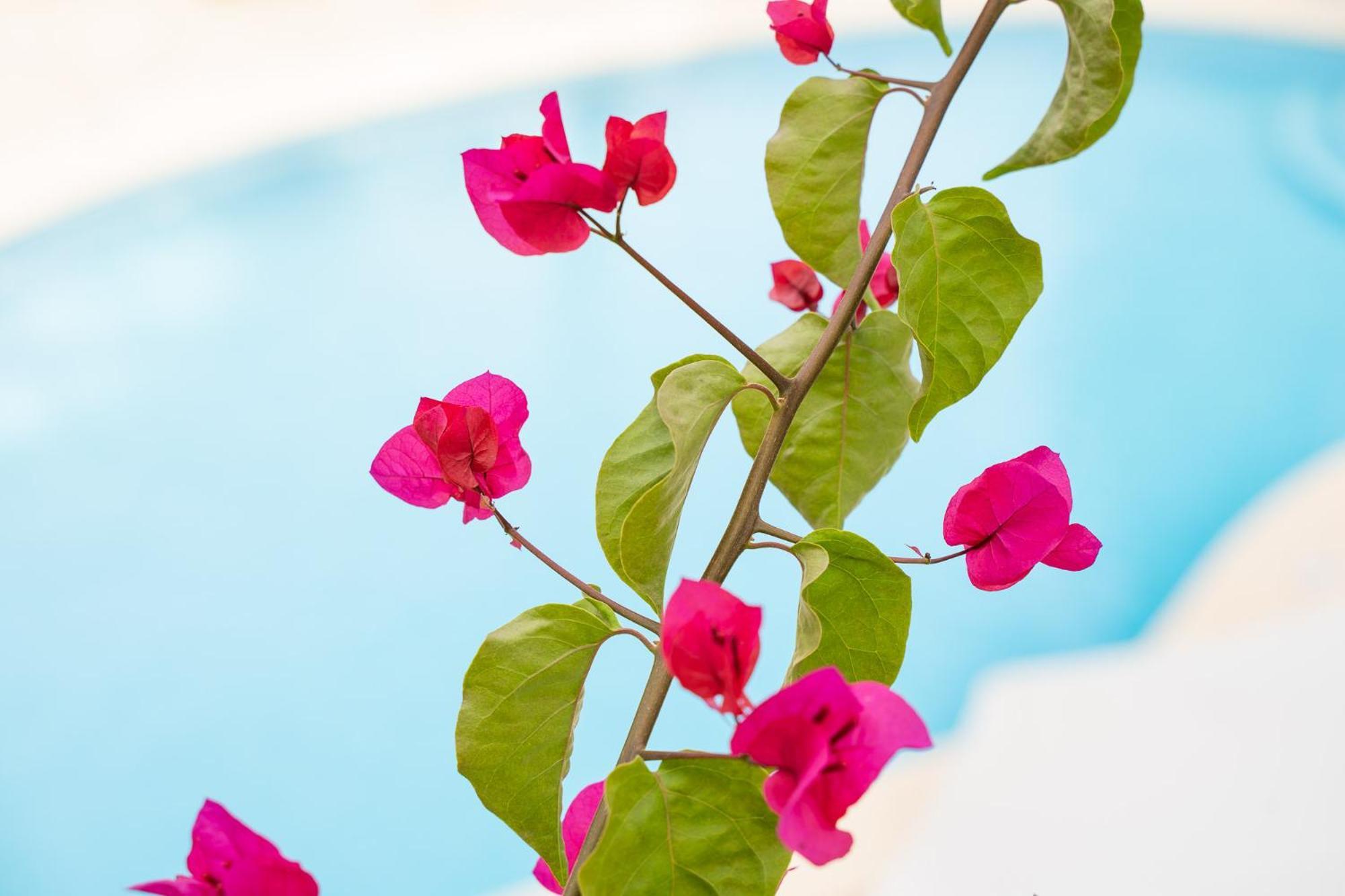 Apartamentos Los Tilos パゲラ エクステリア 写真